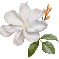 white flower isolated on white