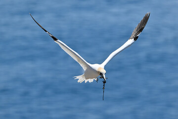 Fototapeta premium An adult gannet flying through the air over the blue ocean. The seabird has a yellow head, long thin neck, long white wings with black tips, and long black tail. It has blue eyes and a long black bill