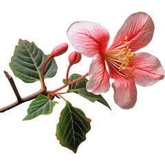 Red flower isolated on white background