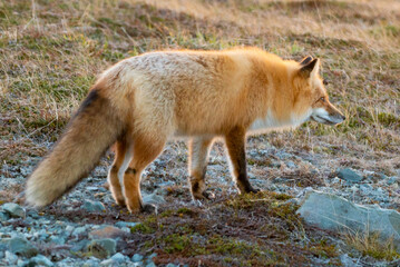 Obraz premium A cute young wild red fox, Vulpes Vulpes, stands on its legs attentively staring behind. It has a sharp piercing stare, orange soft fluffy fur, pointy ears, and a long red furry tail with white.