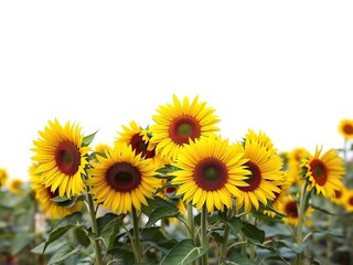 Fototapeta premium A group of sunflowers standing together in a garden, garden design, sunflowers, botanical photography