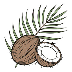 Coconut icon, A Beautiful color Coconut icon vector on white background
