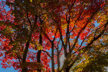 The landscape city of colorful autumn leaves And the beautiful sky at Hokkaido, Japan, travel Japan.