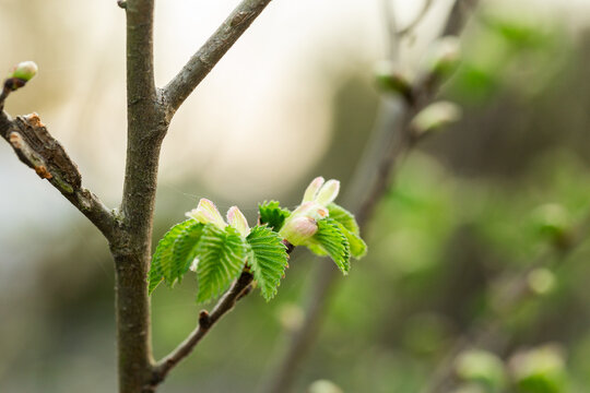 new green spring leaves on deciduous tree growing on twigs