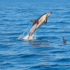 Fototapeta premium Dolphins use specific vocalizations to identify and call each other, much like humans use names!