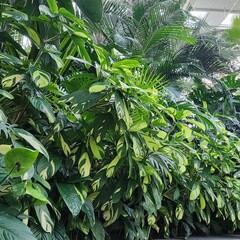 Obraz premium green leaves of a tree