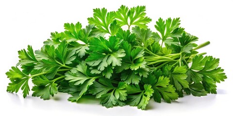 Obraz premium Fresh Parsley Isolated on White Background - Herb Photography, Culinary Garnish, Green Leaves, Natural Ingredients, Healthy Cooking, Organic Parsley, Fresh Produce, Cuisine Essentials