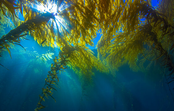 Underwater algue in deep sea. Algue underwater