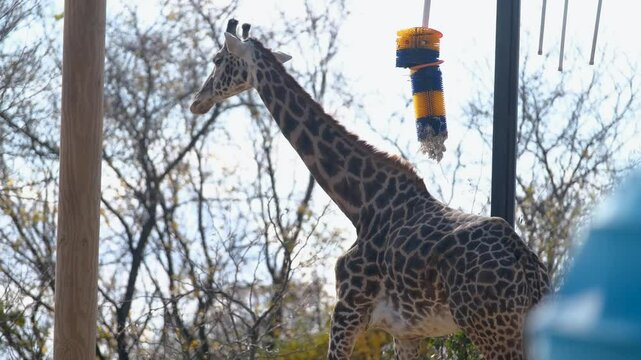 Giraffe in the Pittsburgh Zoo in Pennsylvania USA