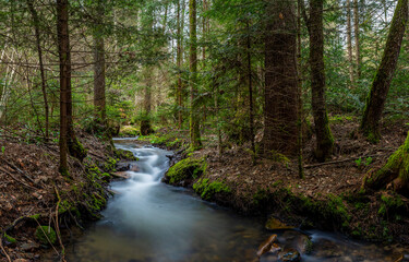 Obraz premium River stream in forest