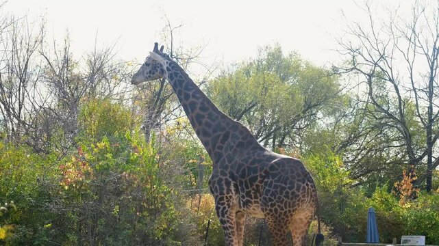 Giraffe in the Pittsburgh Zoo in Pennsylvania USA