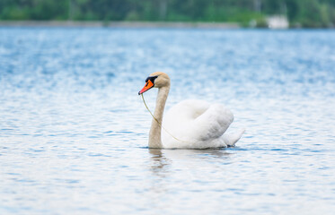 Fototapeta premium Graceful white Swan swimming in the lake, swans in the wild. Portrait of a white swan swimming on a lake.