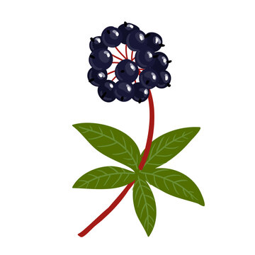 Eleuthero or Siberian ginseng,devil's bush, taiga root, vector drawing wild plant with black berries at white background, floral element, medicinal herb, hand drawn botanical illustration
