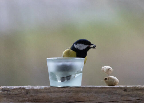 Maise, blaumaise, Vogel, Einheimisch, Winter, 