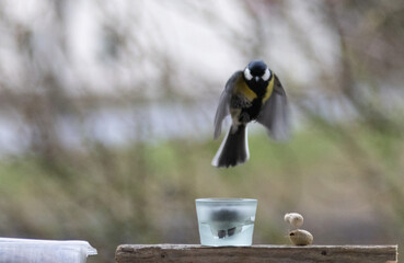 Maise, blaumaise, Vogel, Einheimisch, Winter, 