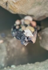 Obraz premium Sea shell
