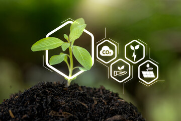 A plant is growing in a dirt patch with a white hexagon around it