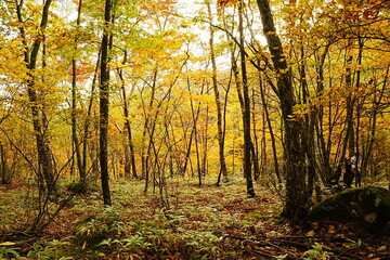 Fototapeta premium 241020八千穂高原自然園