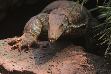 closeup of a salvator lizard crawling on rocks in the morning