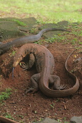 Naklejka premium Salvator lizards crawling on the ground in the morning