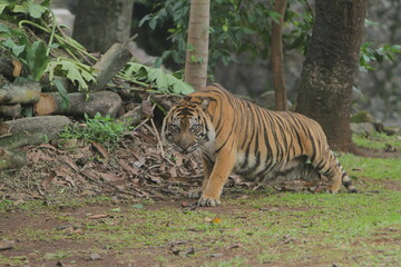 sumatrantiger is rising from the grass after a break