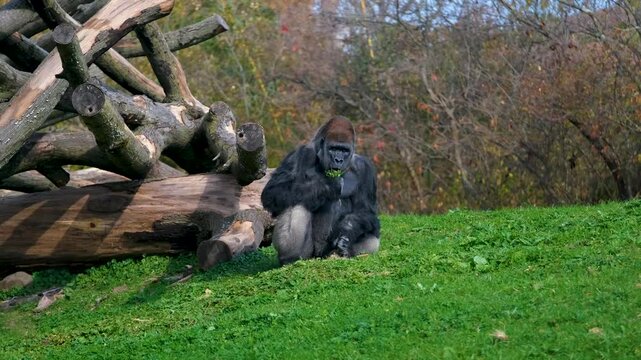 Money gorilla eating some food in the wild.