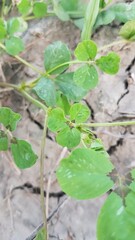 plants in the garden