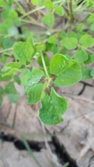 Plants in the garden 