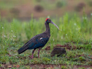 Obraz premium Image of a Red-naped Ibis