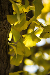 Obraz premium Tokyo,Japan - November 24, 2024: Yellow gingko leaves in winter in Tokyo