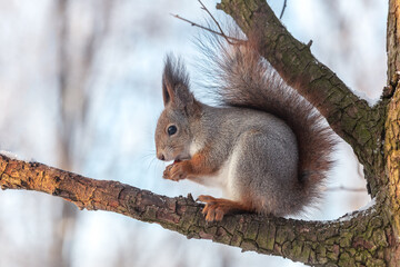Obraz premium fluffy red squirrel sits on a branch of a tree in winter forest and eats a nut.