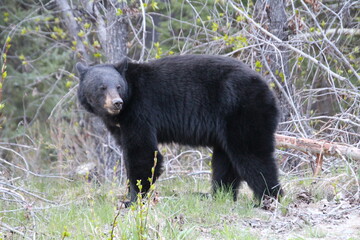 Fototapeta premium black bear in the forest