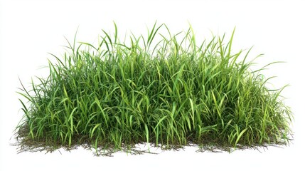 Lush green grass clump.