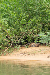 Sleeping jaguar lying down under low tree branches beside river in Pantanal Brazil