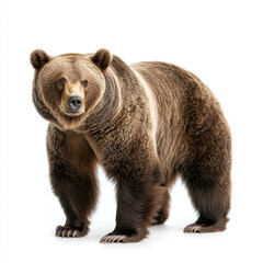 majestic grizzly bear standing tall on white background, showcasing its powerful physique and striking features. This impressive animal embodies strength and grace in nature