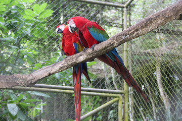 two red parrots sitting next to eachother in an enclosure