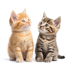 Obraz premium Playful kittens with orange and gray fur sitting together, looking curiously. Their adorable expressions and fluffy coats create heartwarming scene