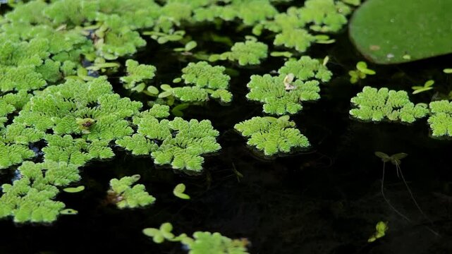 Mosquito fern aquatic floating , Water velvet fern , Azolla.
