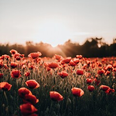 Obraz premium beautiful field of blooming poppies at sunset