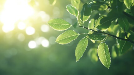 fresh green leaves with sunlight filtering through, nature background