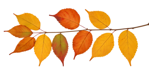  A slender branch adorned with vibrant autumn leaves in shades of yellow, orange, and red, isolated on a white background.  Perfect for representing fall, nature, and seasonal changes.