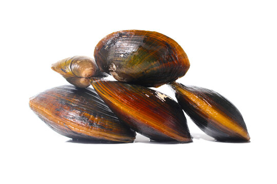 A Group of Pilsbryoconcha exilis mussel isolated on a white background. Also known as "kijing" in Indonesia, it is commonly found in lakes and other freshwater habitats