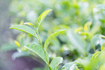Obraz premium Close up Fresh Tree tea plantations mountain green nature in herbal farm plant background morning. Field of green tea tree leaves tender bud herbal Green tea tree in camellia sinensis organic farm.