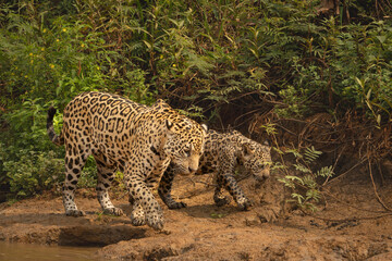 Obraz premium Mother and cub jaguars walking along muddy riverbank together