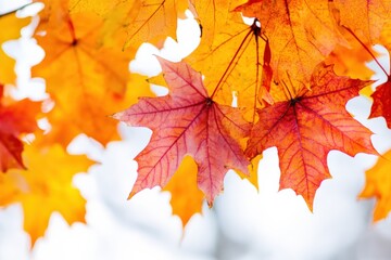 Obraz premium vibrant autumn leaves in shades of orange and red against a soft background