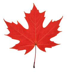 Fototapeta premium Red maple leaf with detailed veins and a pointed tip, perfect for autumn themes, Canadian symbols, or nature illustrations. (Transparent PNG)