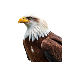 Obraz premium american bald eagle