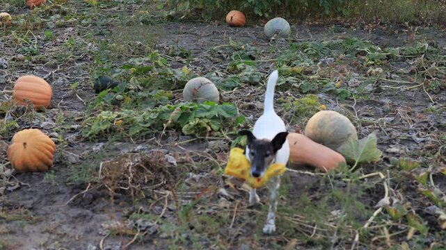 A playful dog wanders through a vibrant pumpkin patch, surrounded by various pumpkins and squash amidst the autumn colors in a rural setting