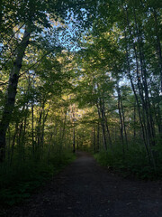 Obraz premium morning in the forest