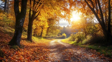 Autumn Path Sunlight Forest